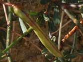 Acmispon rigidus seed bean pod © by Michael Plagens