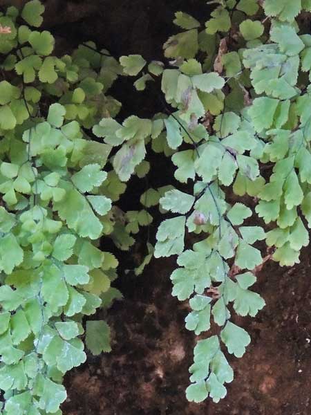 Adiantum capillus-veneris photo © by Mike Plagens