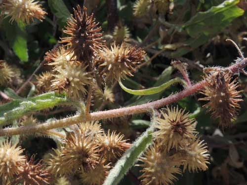 mature burs ready for dispersal of Canyon Ragweed, Ambrosia ambrosioides, photo © M. Plagens