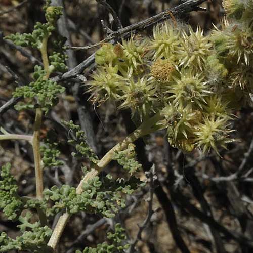 Burs of White Bursage, Ambrosia dumosa, photo © by Michael Plagens