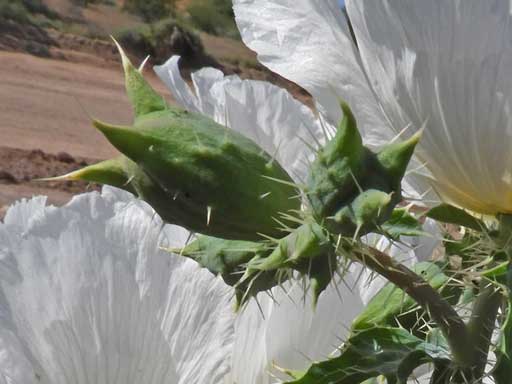 Argemone pleicantha, photo © by Michael Plagens