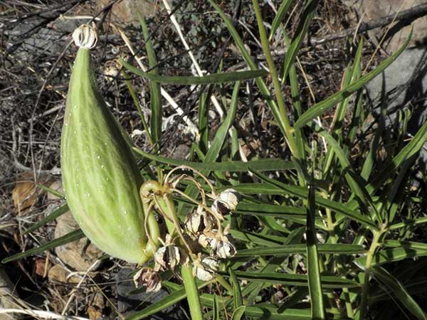 Asclepias asperula, Spider Antelope-Horns Milkweed,  photo © by Mike Plagens