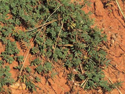 Milkvetch, Astragalus humistratus