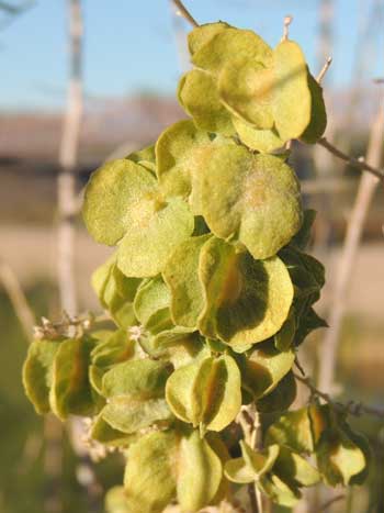 Atriplex canescens, winged seeds, photo © by Michael Plagens