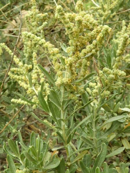 Atriplex canescens, inflorescence, photo © by Michael Plagens