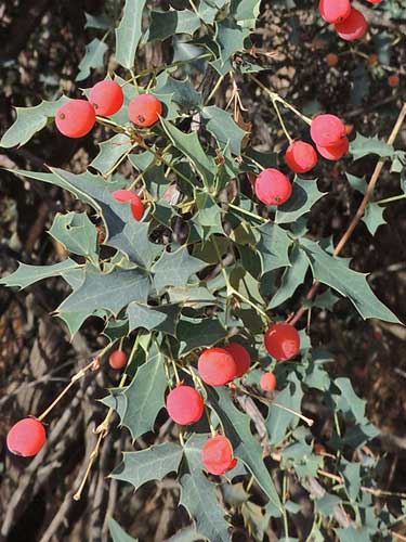 Berberis haematocarpa photo © by Michael Plagens