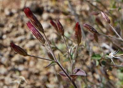 Photo of Brickellia coulteri by Michael Plagens