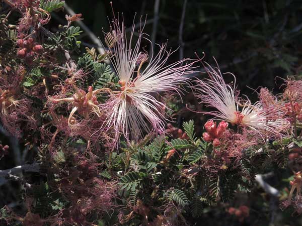 Calliandra eriophylla leaves © by Michael Plagens