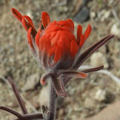 Desert Paintbrush, Castilleja chromosa, © by Michael Plagens