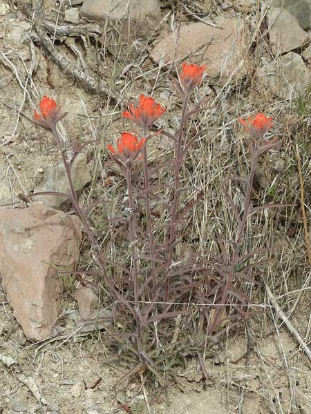 Desert Paintbrush, Castilleja chromosa, © by Michael Plagens