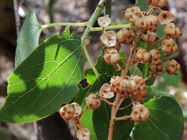 Ptelea trifoliata photo © by Michael Plagens