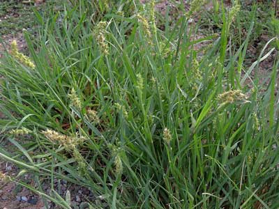 Sandspur Sandbur, Cenchrus spinifex, photo © by Michael Plagens