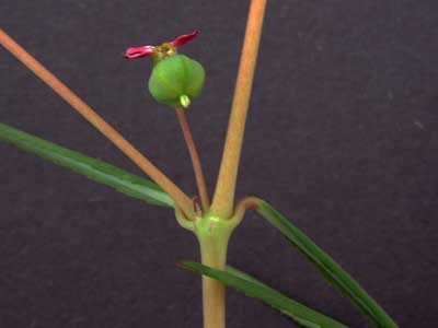 Chamaesyce florida fruit and inflorescence photo © by Michael Plagens