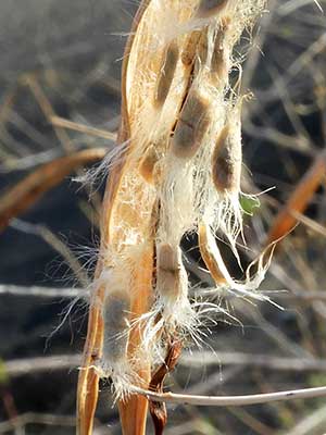 Fruit and Seeds of Desert Willow, Chilopsis linearis, photo © by Michael Plagens