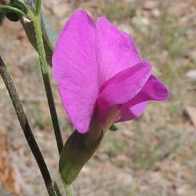 Cologania angustifolia photo © by Mike Plagens