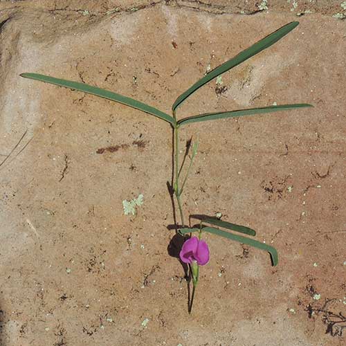 Cologania angustifolia photo © by Mike Plagens