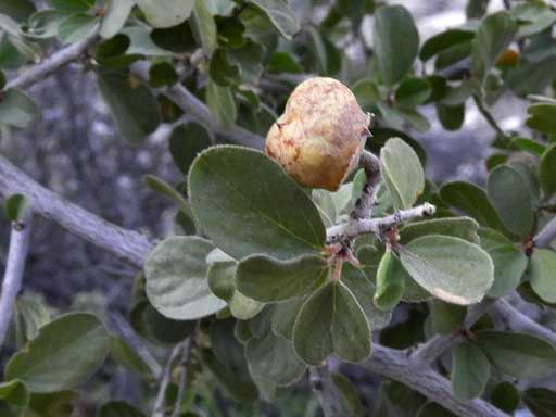 Colubrina californica photo by Michael Plagens