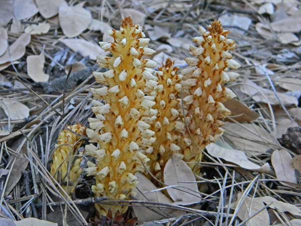 Alpine Cancer-root, Conopholis alpina, photo © by Mike Plagens