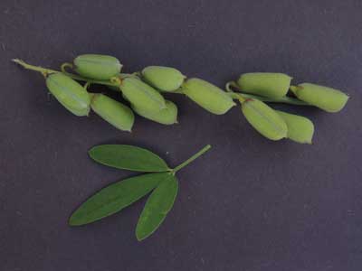 Low Rattlebox, Crotalaria pumila, copy; by Michael Plagens