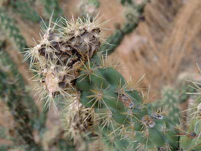 Cylindropuntia acanthocarpa dry fruit Buckhorn Cholla photo © by Michael Plagens