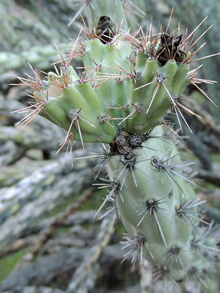 Cylindropuntia acanthocarpa photo © by Michael Plagens