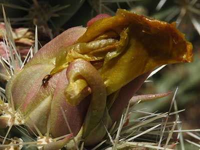 Withered flower petals of Cylindropuntia acanthocarpa