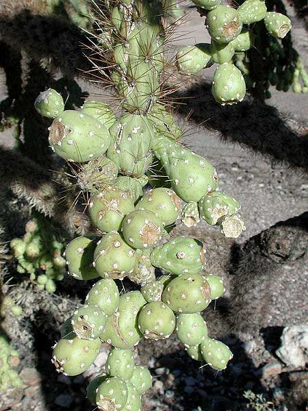 pedulous fruit chains of Cylindropuntia fulgida, Jumping Cholla