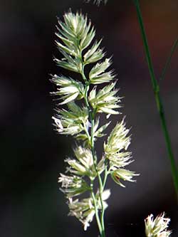 Orchard Grass inflorescence, Dactylis glomerata