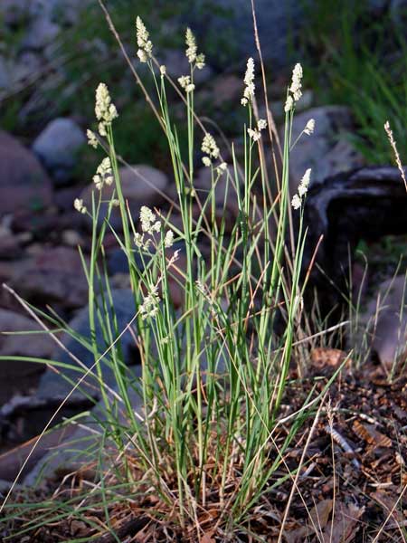 Orchard Grass, Dactylis glomerata, photo © by Mike Plagens