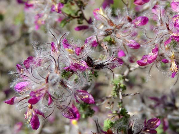 Feather Plume, Dalea formosa, © by Michael Plagens