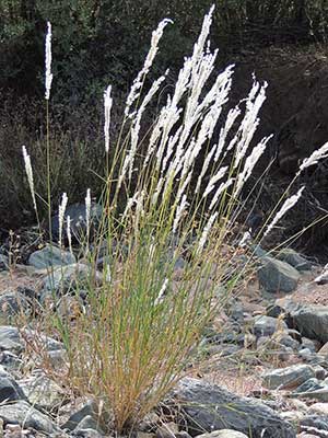 Digitaria californica photo © by Michael Plagens