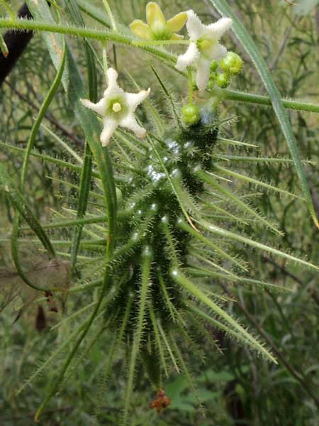 Climbing Arrows, Echinopepon wrightii, photo © by Michael Plagens