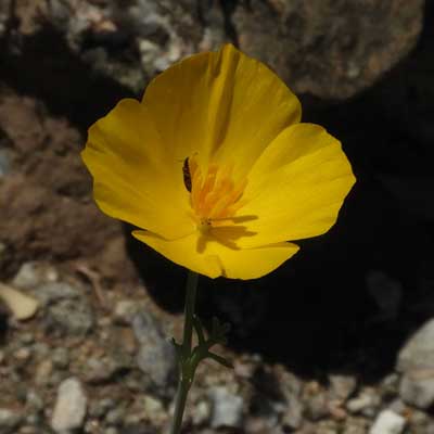 Eschscholzia californica mexicana, photo by Mike Plagens