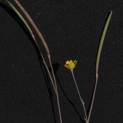 Eschscholzia minutiflora photo © by Mike Plagens