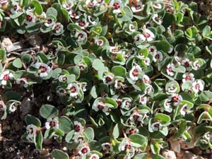 Euphorbia albomarginata © by Michael Plagens