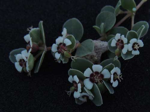 Euphorbia albomarginata © by Michael Plagens