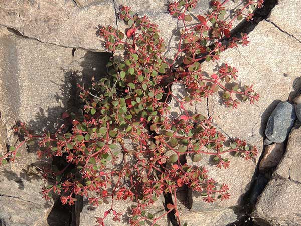 Arizona Sand Mat, Chamaesyce arizonica, Photo by Michael Plagens