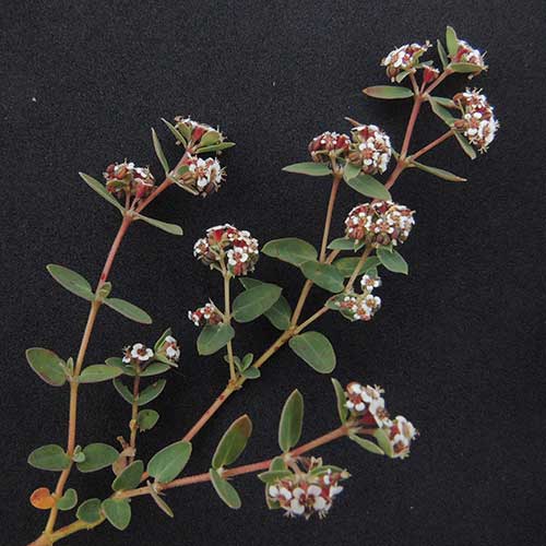 Head Sand Mat, Chamaesyce capitellata, Photo by Michael Plagens