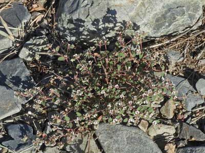 Euphorbia melanadenia photo by Michael Plagens