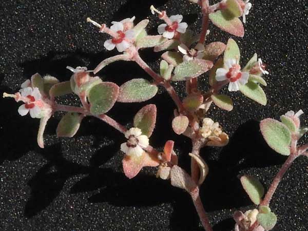 Euphorbia melanadenia photo by Michael Plagens