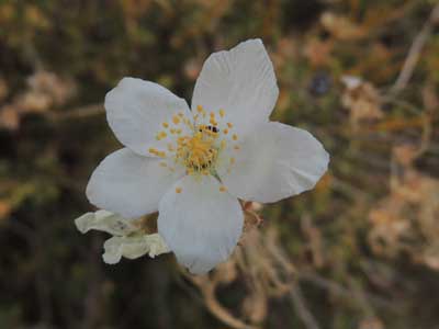 Apache Plume, Fallugia paradoxa, photo © by Michael Plagens