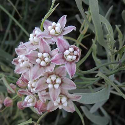 Photo of Funastrum heterophyllum flowers © by Michael Plagens