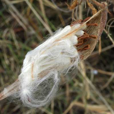 Photo of Funastrum heterophyllum fruit comose seed pod © by Michael Plagens