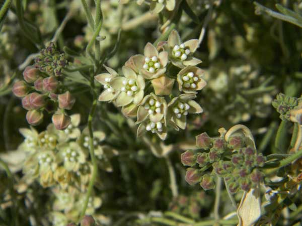 Photo of Sarcostemma hirtellum from southern California © by Michael Plagens