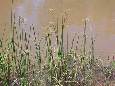 Common Rush, Juncus effusus