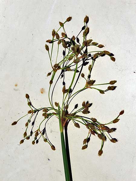 Common Rush, Juncus effusus, photo © by Mike Plagens