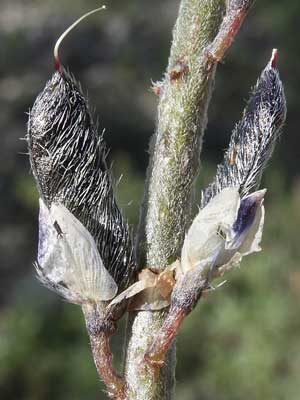 Arizona Lupine, Lupinus arizonicus, bean pod fruit, photo © by Michael Plagens