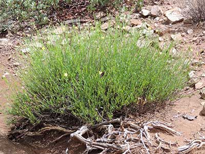 numerous broom-like stems Menodora scabra northeast of Globe, Arizona © Michael Plagens