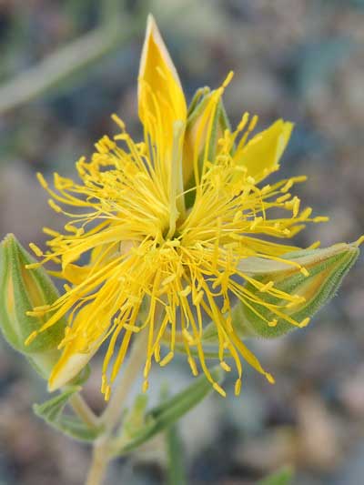 Blaxing yellow flower of Mentzelia multifora © by Michael Plagens