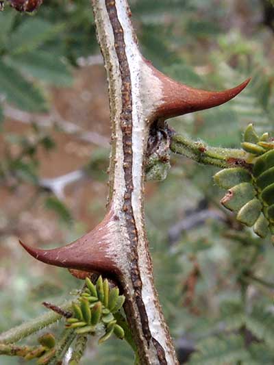 Super sharp thorns of Wait-a-Minute Bush, Mimosa biuncifera, photo © by Michael Plagens